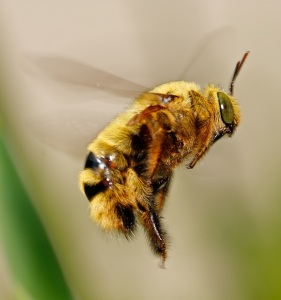 Bee flying 1979511 crop